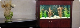 Aquarium Displays